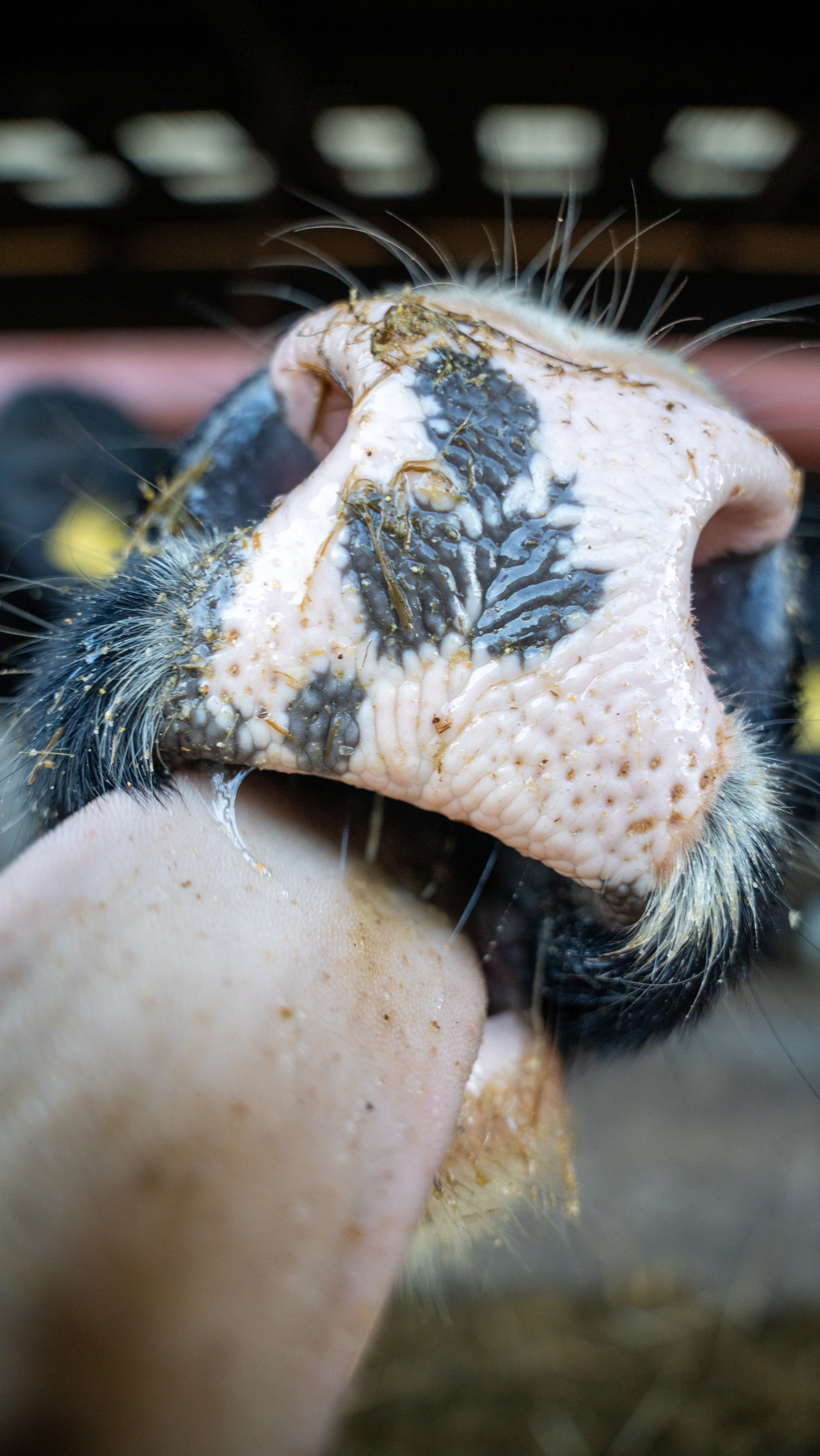 Dairy cow at the silage face