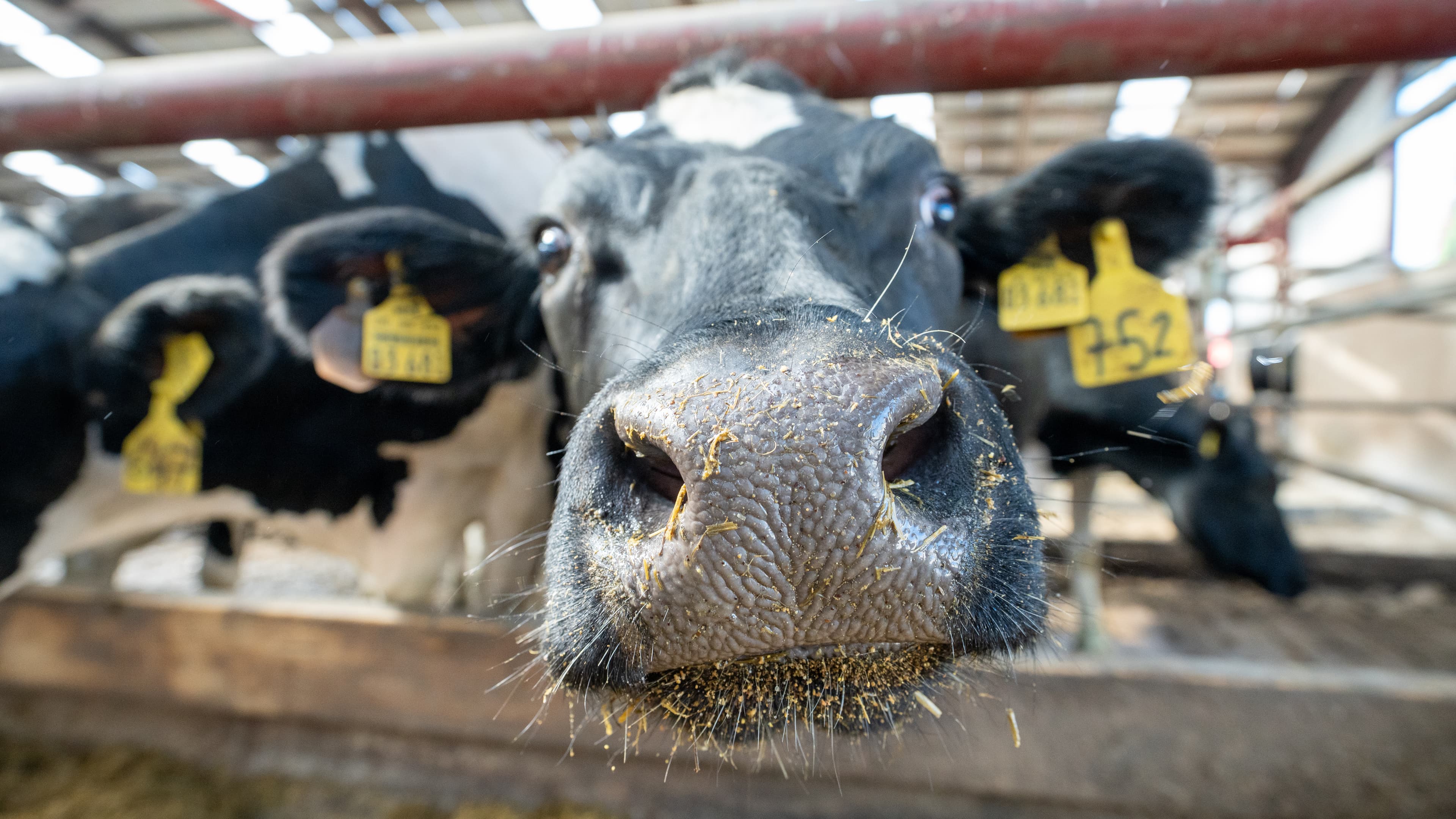 What do dairy farmers get for their milk?