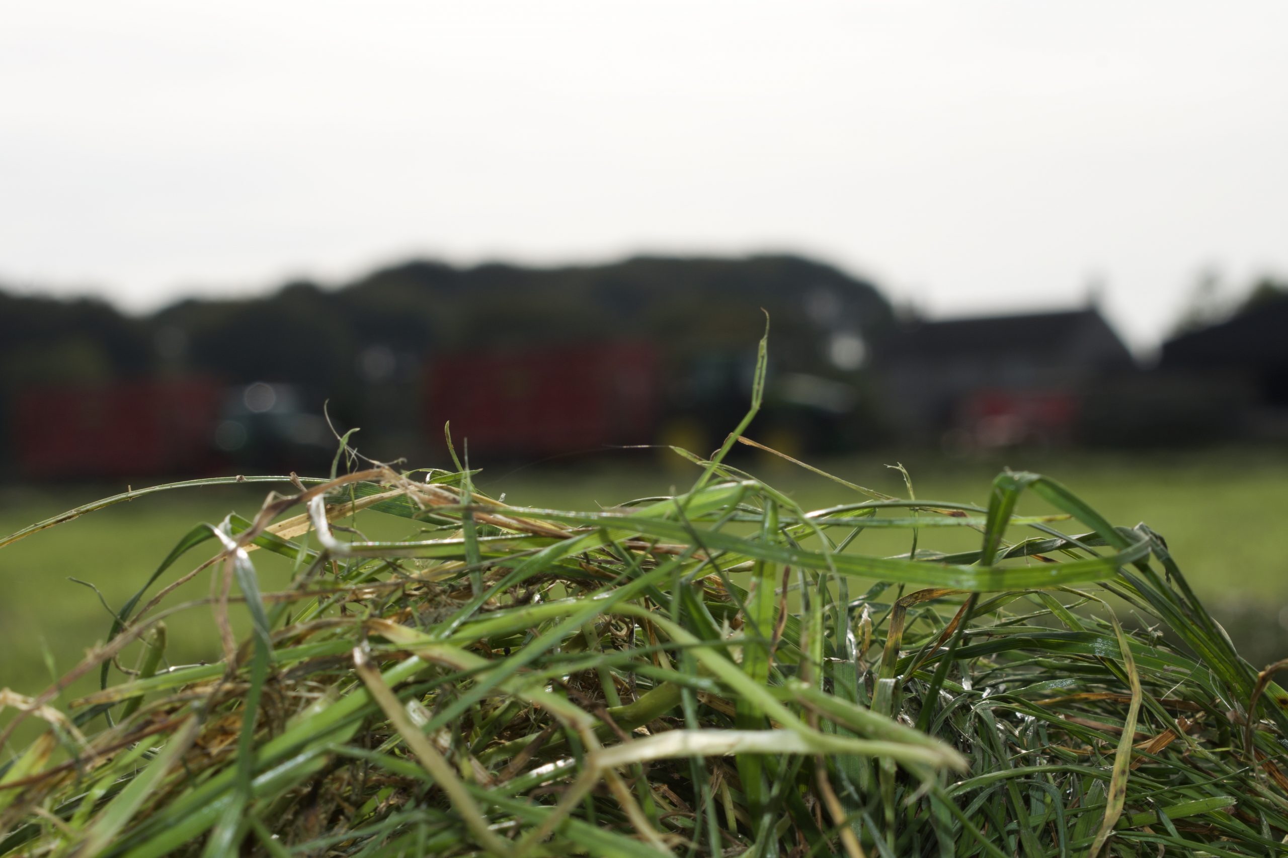 Grass closeup