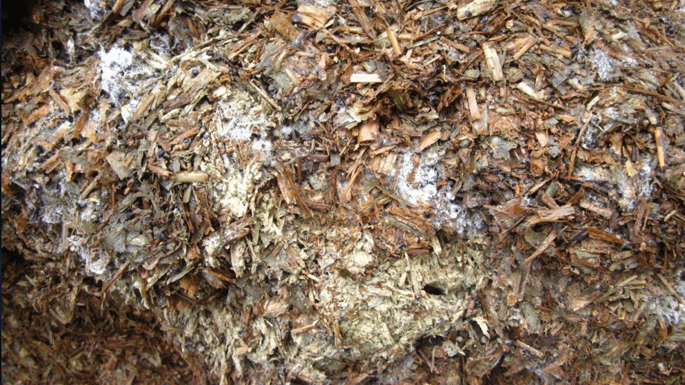 Mouldy maize silage