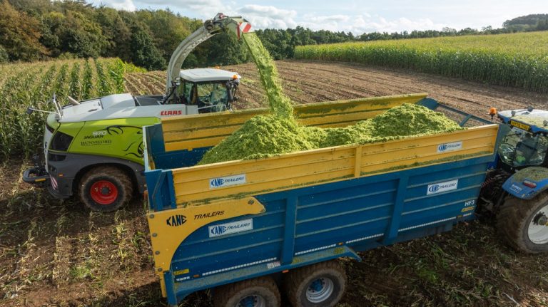What is maize silage: Chopping Maize Silaging in Trailer Large