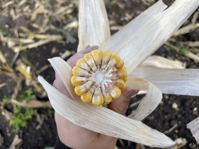 Hand holding a maize cob for maize silage
